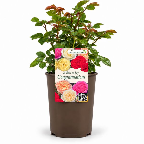 “A Rose to Say Congratulations” - Gift Wrapped - 3L Potted - Five Colour Choices