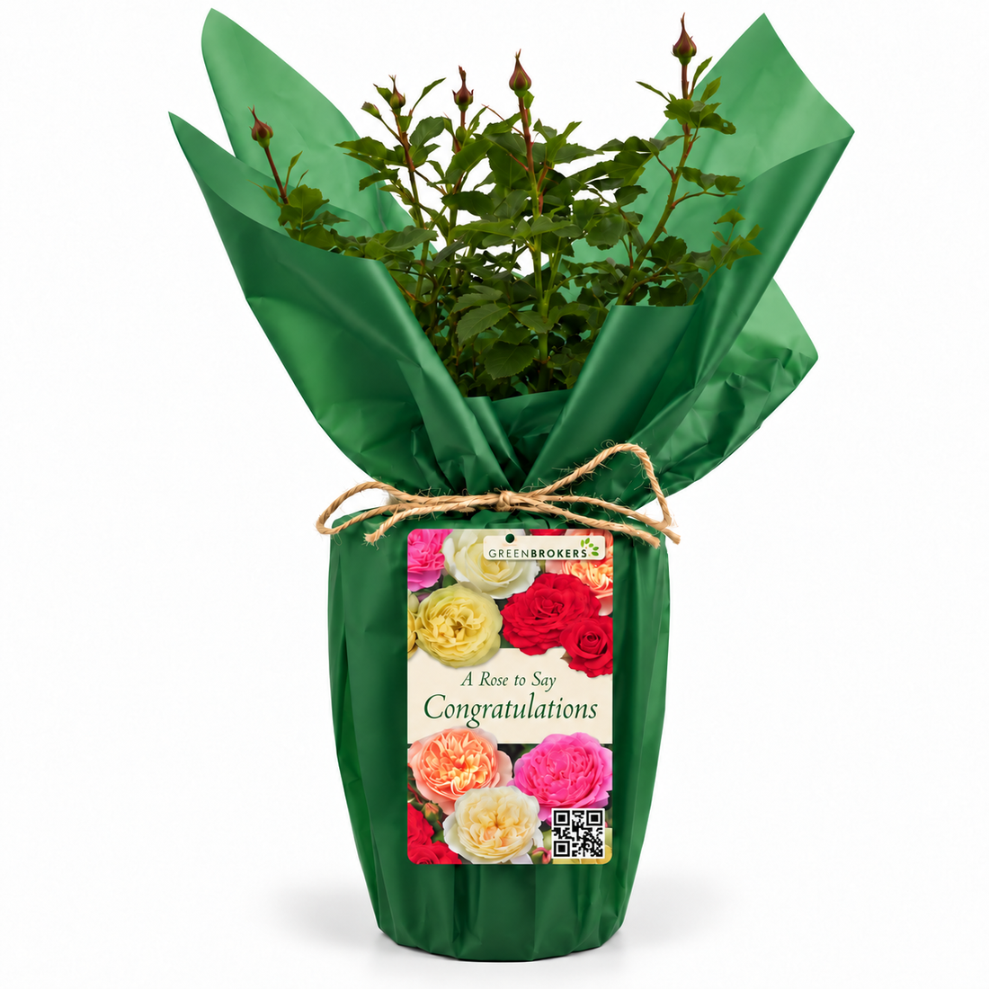 “A Rose to Say Congratulations” - Gift Wrapped - 3L Potted - Five Colour Choices