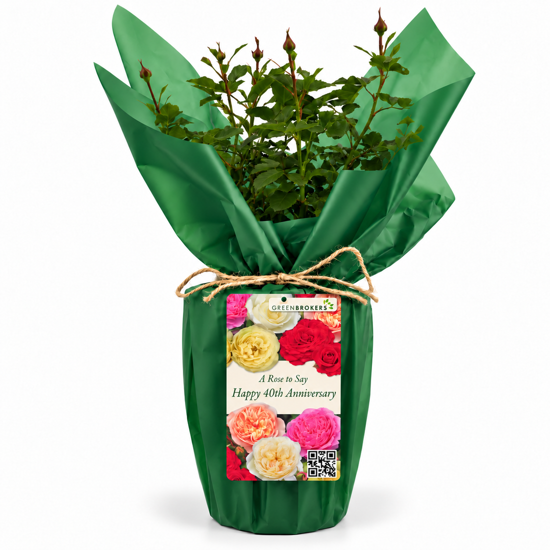 “A Rose to Say Happy 40th Anniversary”- Gift Wrapped - 3L Potted - Five Colour Choices