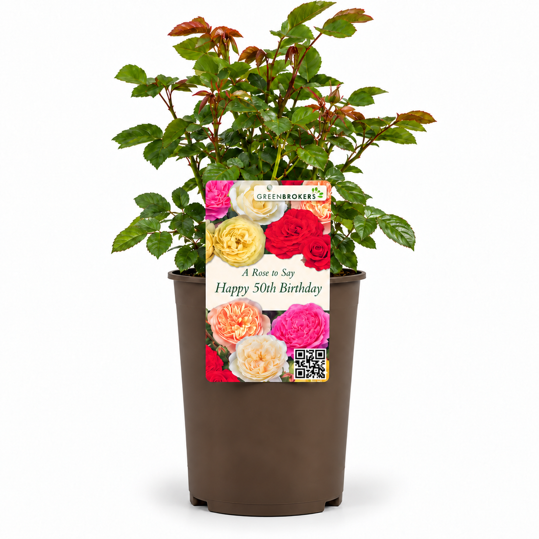 “A Rose to Say Happy 50th Birthday”- Gift Wrapped - 3L Potted - Five Colour Choices