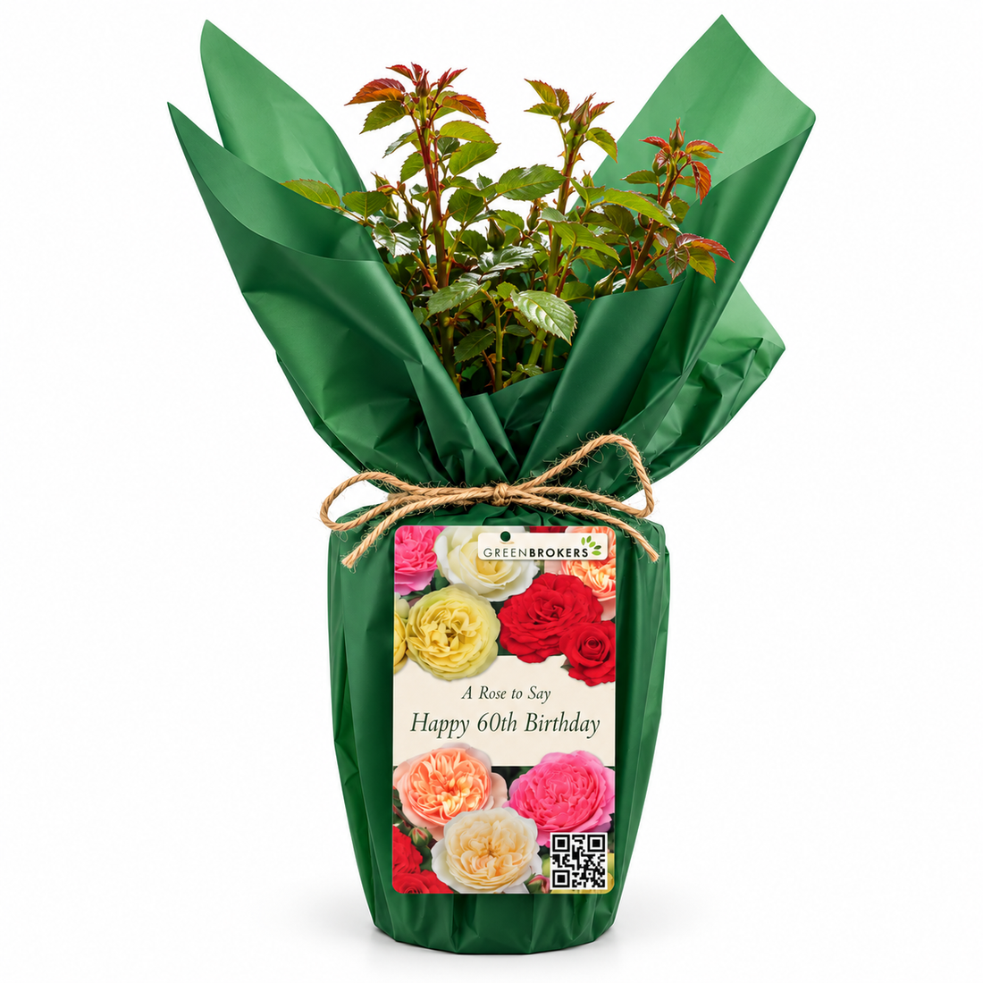 “A Rose to Say Happy 60th Birthday”- Gift Wrapped - 3L Potted - Five Colour Choices