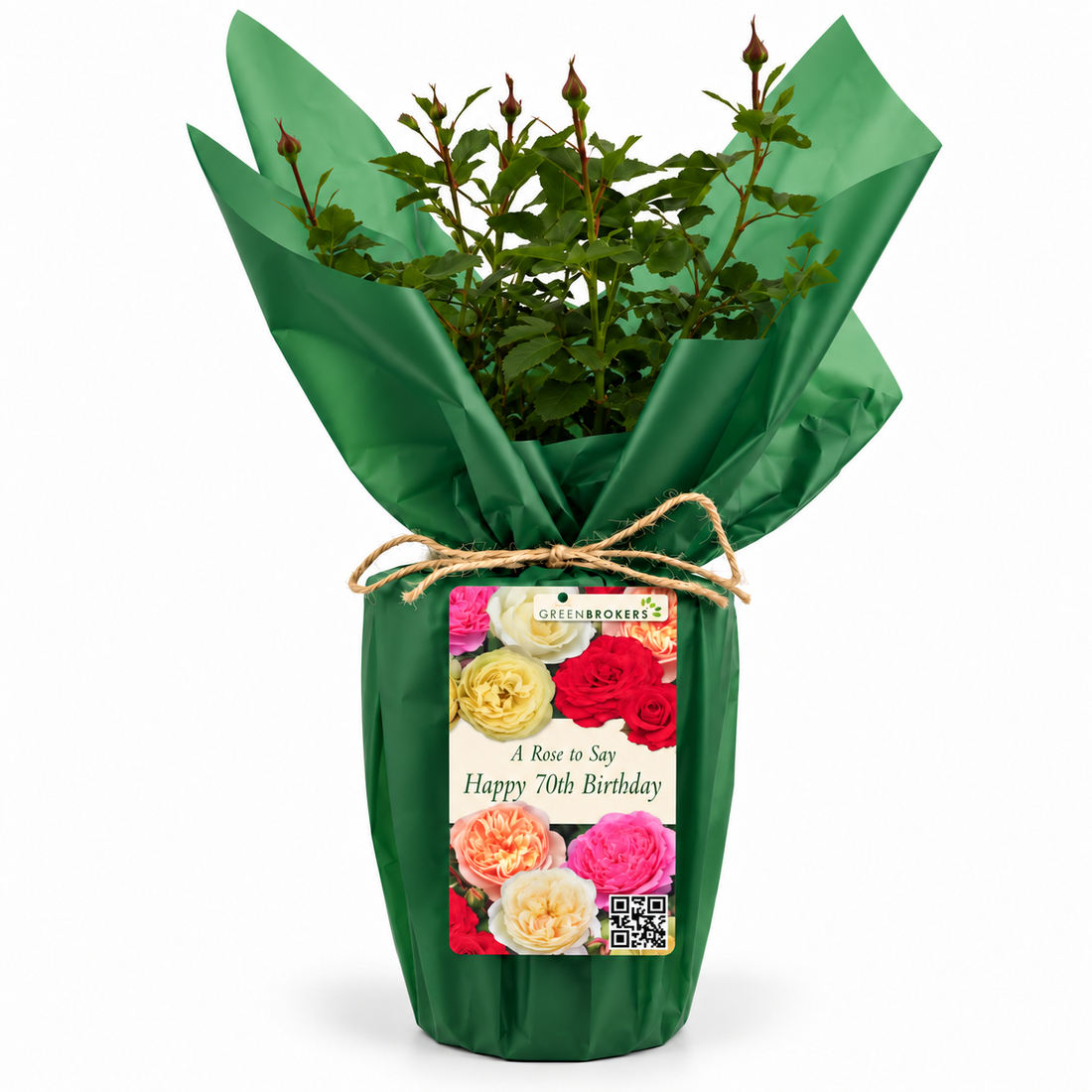 “A Rose to Say Happy 70th Birthday”- Gift Wrapped - 3L Potted - Five Colour Choices