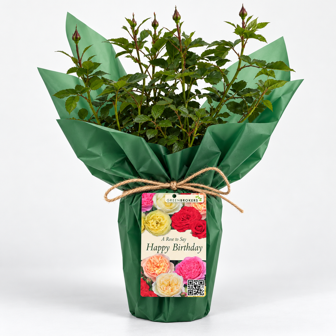 “A Rose to Say Happy Birthday”- Gift Wrapped - 3L Potted - Five Colour Choices