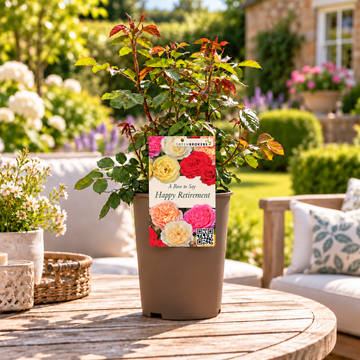 “A Rose to Say Happy Retirement”- Gift Wrapped - 3L Potted - Five Colour Choices