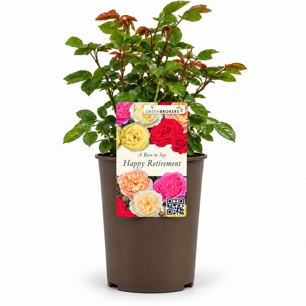 “A Rose to Say Happy Retirement”- Gift Wrapped - 3L Potted - Five Colour Choices
