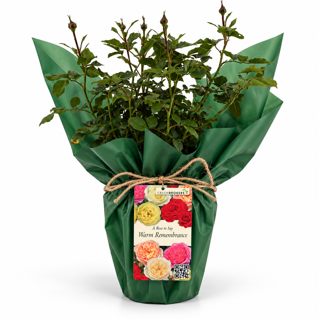 “A Rose to Say Warm Remembrance” - Gift Wrapped - 3L Potted - Five Colour Choices