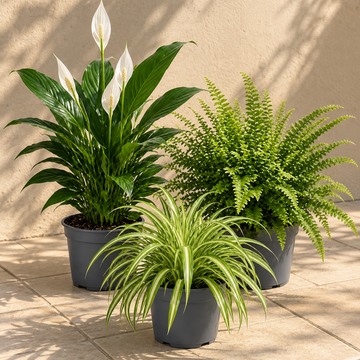 Air Purifying 3 Plant Collection - Peace Lily, Spider Plant & Boston Fern – Mixed Houseplants Set in 1L Pots