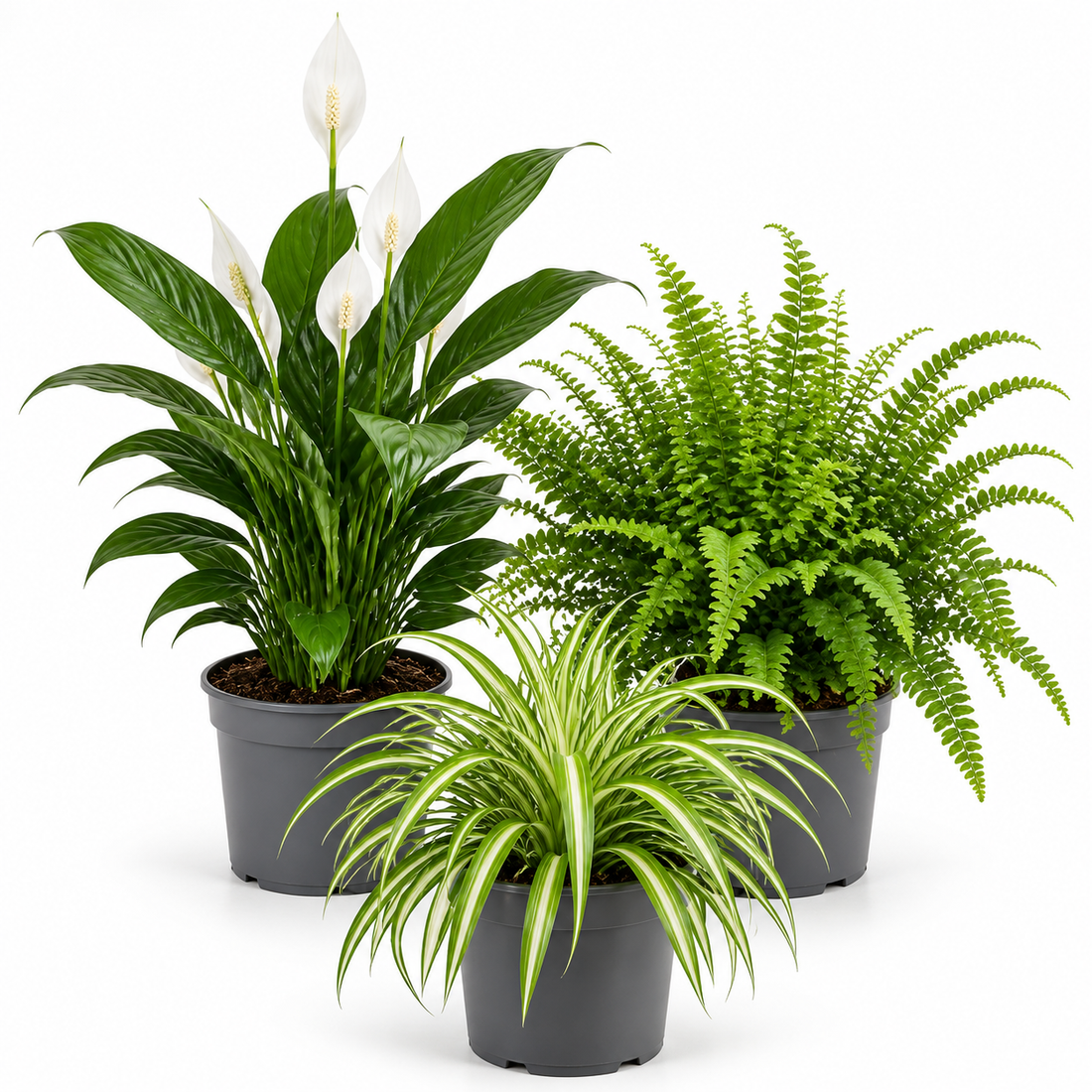 Air Purifying 3 Plant Collection - Peace Lily, Spider Plant & Boston Fern – Mixed Houseplants Set in 1L Pots