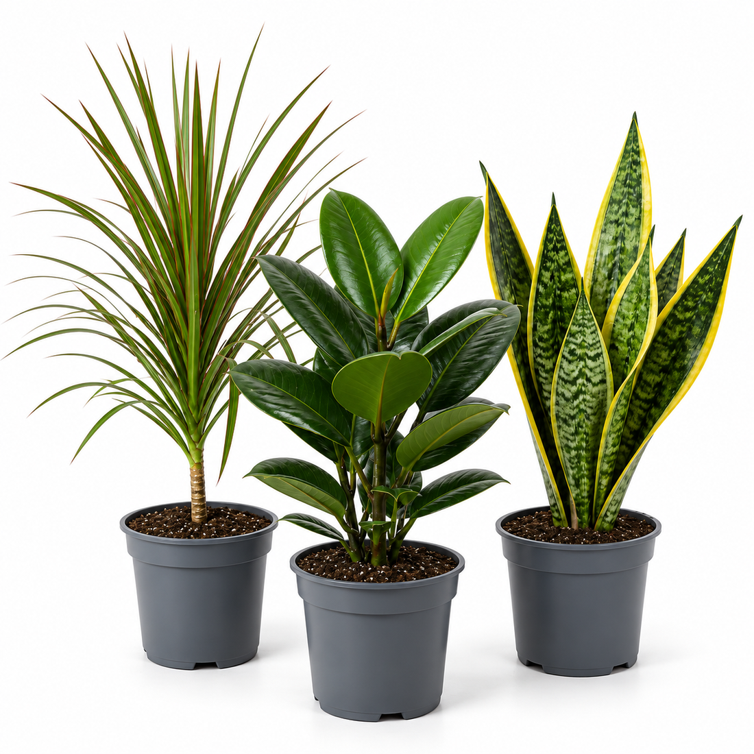 Architectural 3 Plant Collection - Dracaena, Ficus Robusta & Sansevieria – 3 Mixed Houseplants 1L Pots