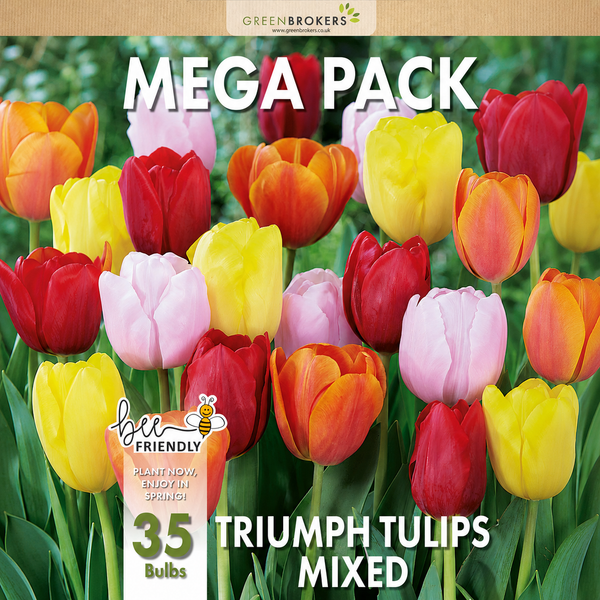 Mixed Triumph Tulip Mega Pack – 35 Mixed Colour Dutch Bulbs - B1089