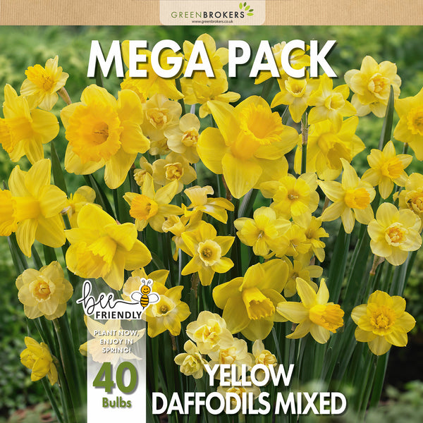 Mixed Yellow Daffodil Mega Pack – 40 Mixed Premium Dutch Bulbs - B1090