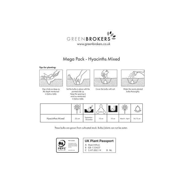 Mixed Hyacinth Mega Pack – 10 Mixed Premium Dutch Bulbs - B1091