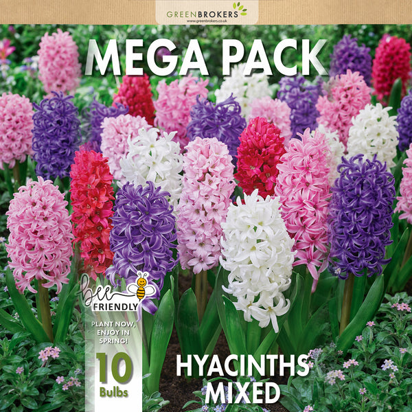 Mixed Hyacinth Mega Pack – 10 Mixed Premium Dutch Bulbs - B1091