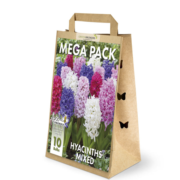 Mixed Hyacinth Mega Pack – 10 Mixed Premium Dutch Bulbs - B1091