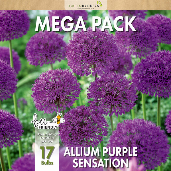 Purple Sensation Allium Mega Pack – 17 Dutch Bulbs - B1092