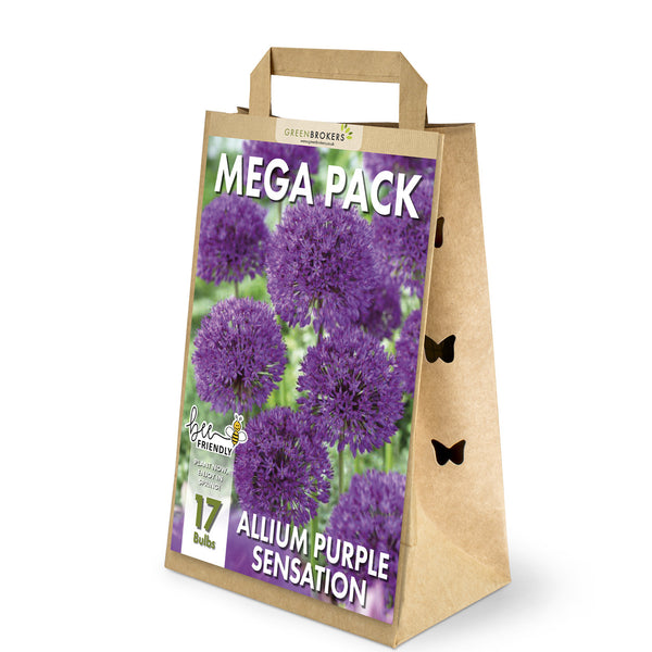 Purple Sensation Allium Mega Pack – 17 Dutch Bulbs - B1092