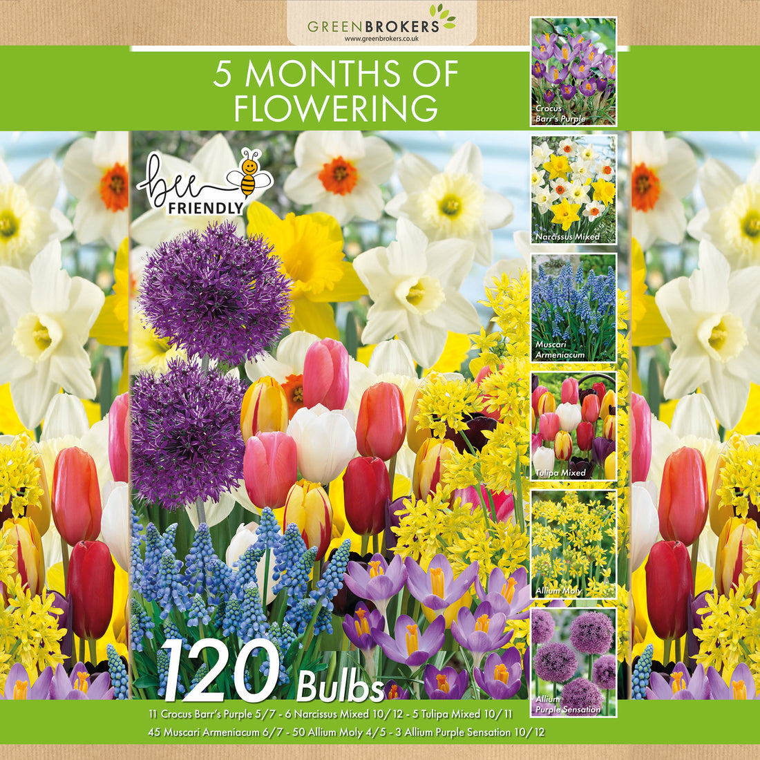 5 Month Flowering Bulb Mix – 120 Dutch Bulbs for Spring - B1123