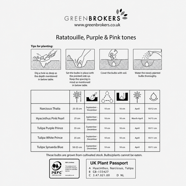 Ratatouille Purple & Pink Tones Bulb Mix – 30 Dutch Bulbs - B1166