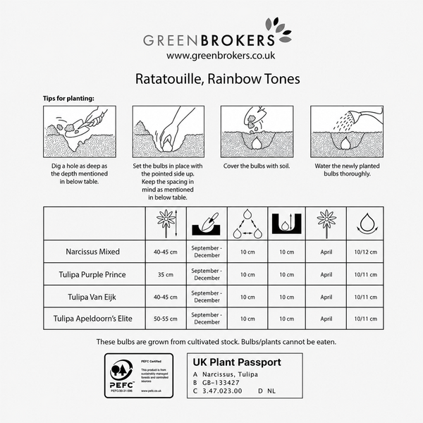 Ratatouille Rainbow Bulb Mix – 30 Dutch Bulbs - B1168