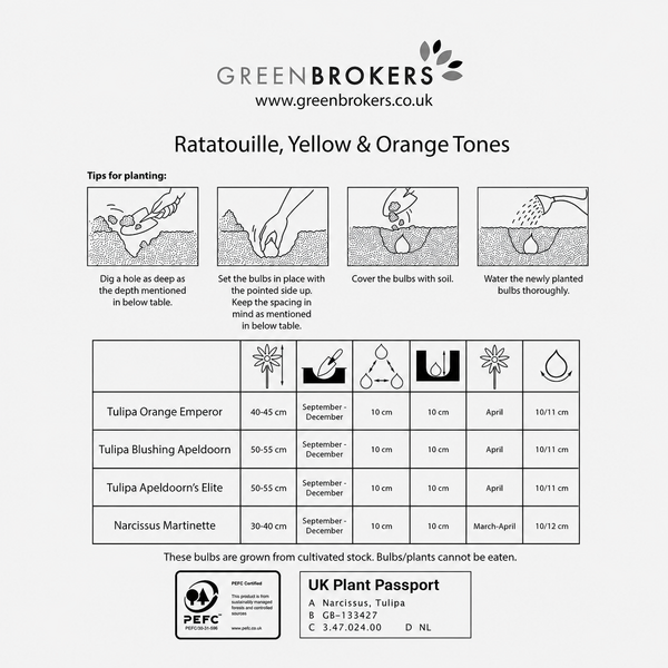 Ratatouille Yellow & Orange Bulb Mix – 30 Dutch Bulbs - B1169