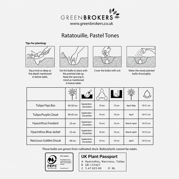 Ratatouille Pastel Bulb Mix – 24 Dutch Bulbs - B1173