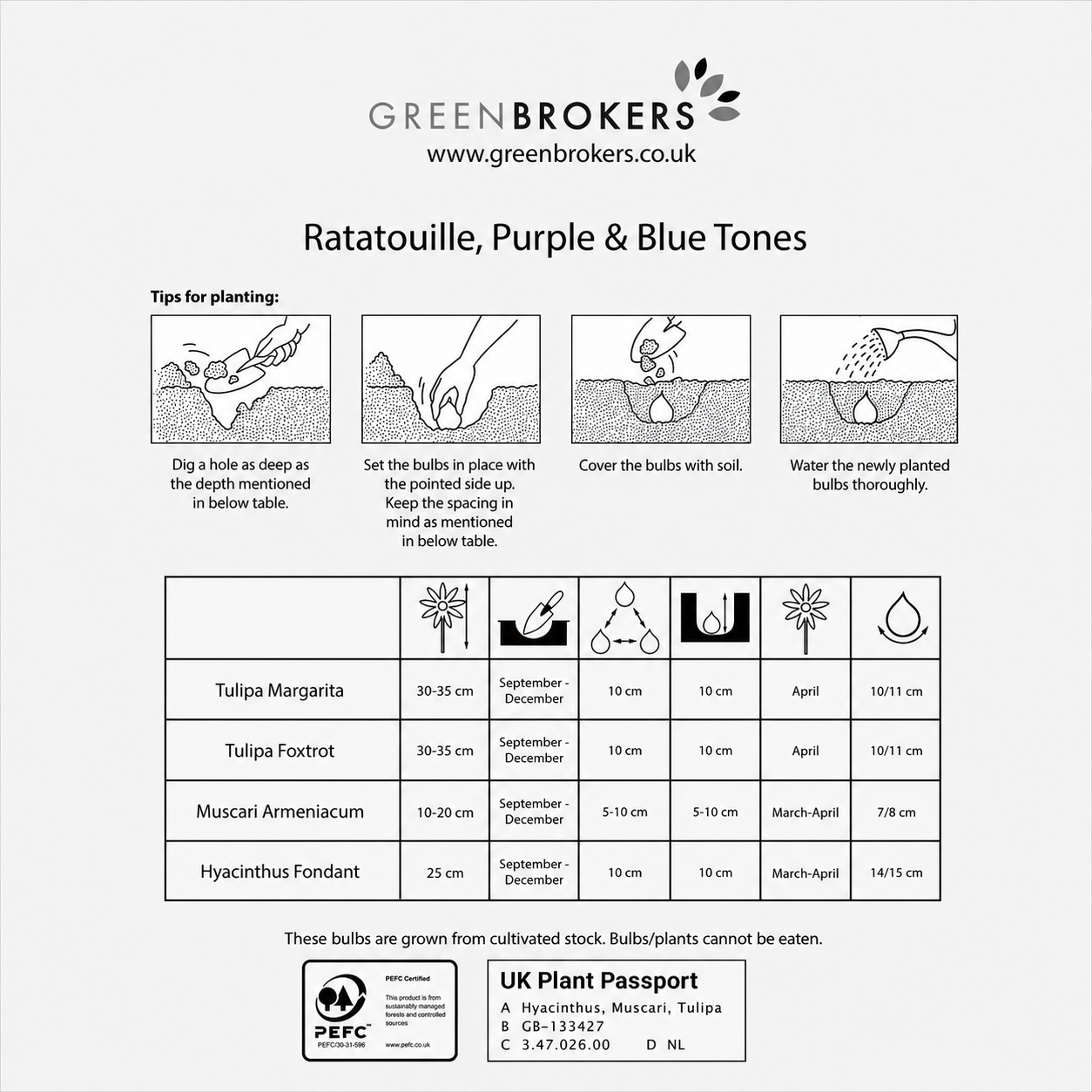 Ratatouille Purple & Blue Tones Bulb Mix – 30 Dutch Bulbs - B1174