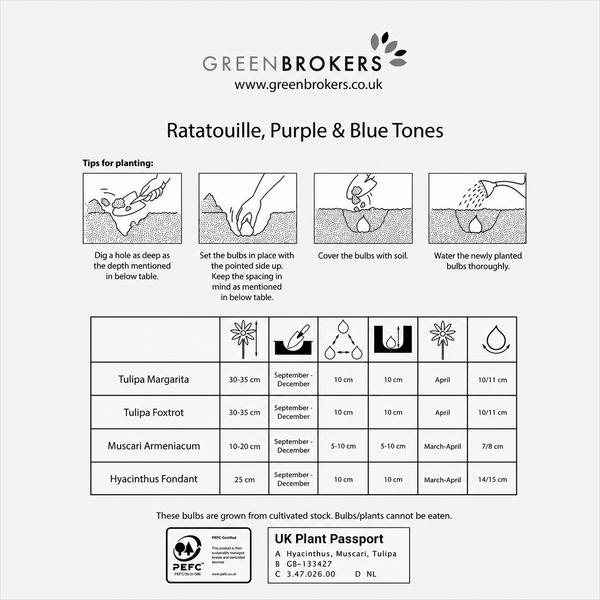 Ratatouille Purple & Blue Tones Bulb Mix – 30 Dutch Bulbs - B1174