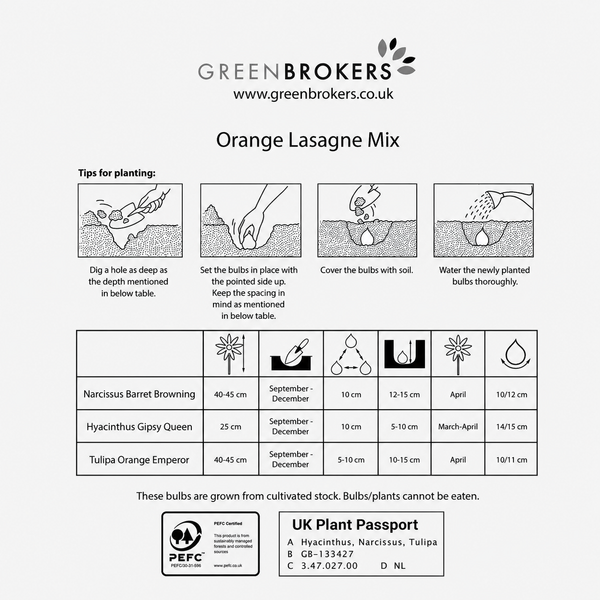 Orange Lasagne Bulb Mix – 25 Spring Bulbs, Bee-Friendly - B1175