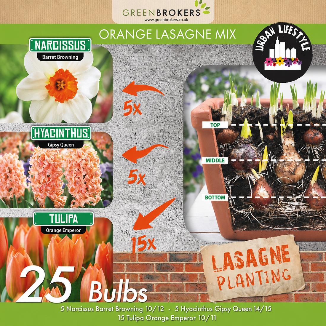 Orange Lasagne Bulb Mix – 25 Spring Bulbs, Bee-Friendly - B1175