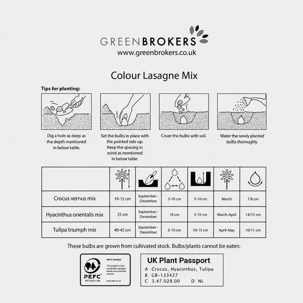 Colour Lasagne Mix Bulbs - 30 Dutch Bulbs - B1176