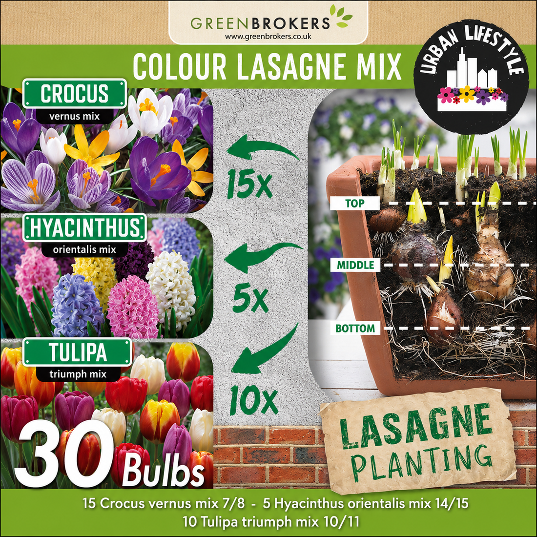Colour Lasagne Mix Bulbs - 30 Dutch Bulbs - B1176