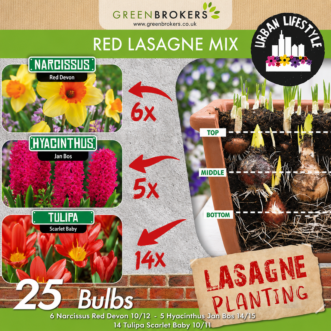 Red Lasagne Mix – 25 Spring Bulbs - B1178