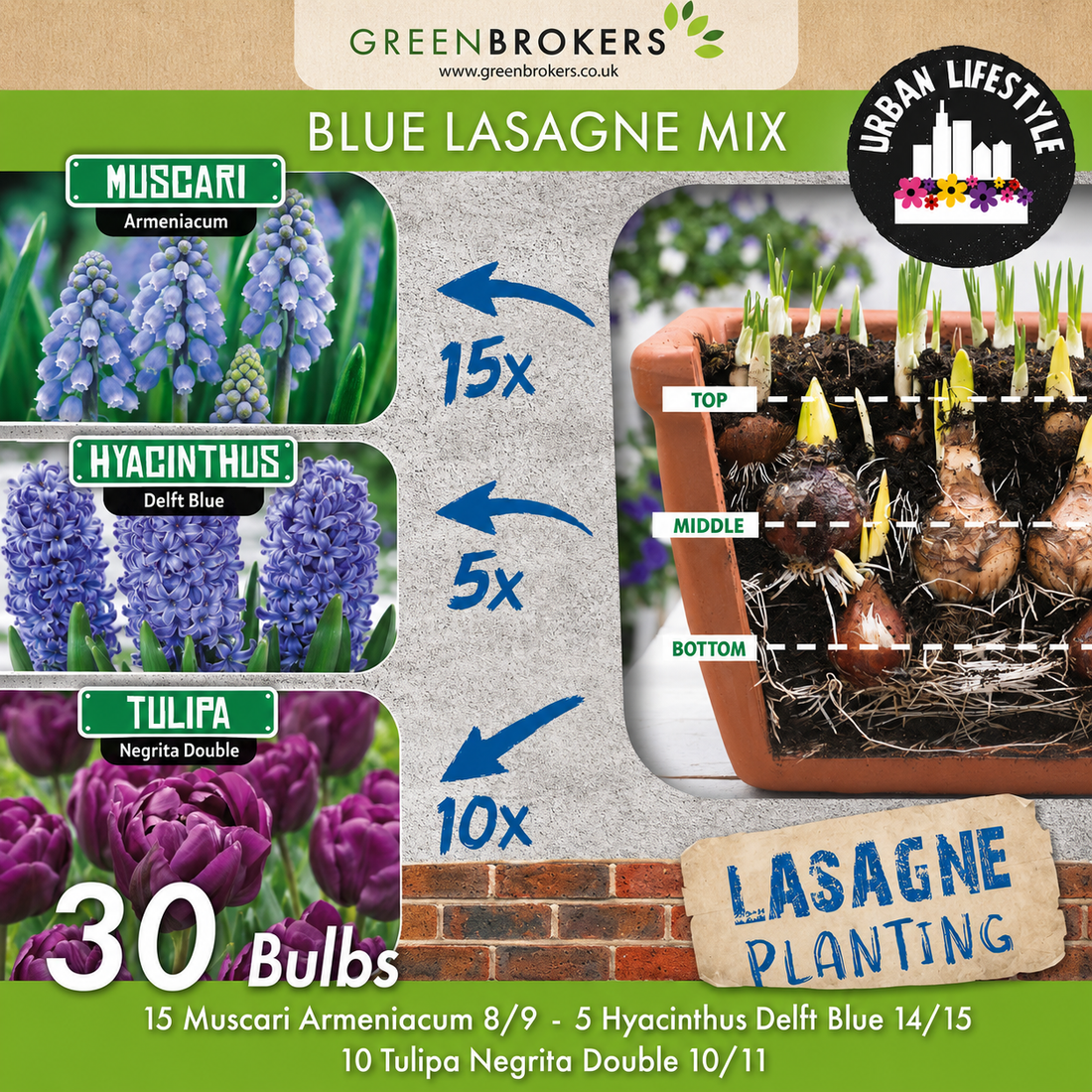 Blue Lasagne Mix – 30 Spring Flower Bulbs - B1200