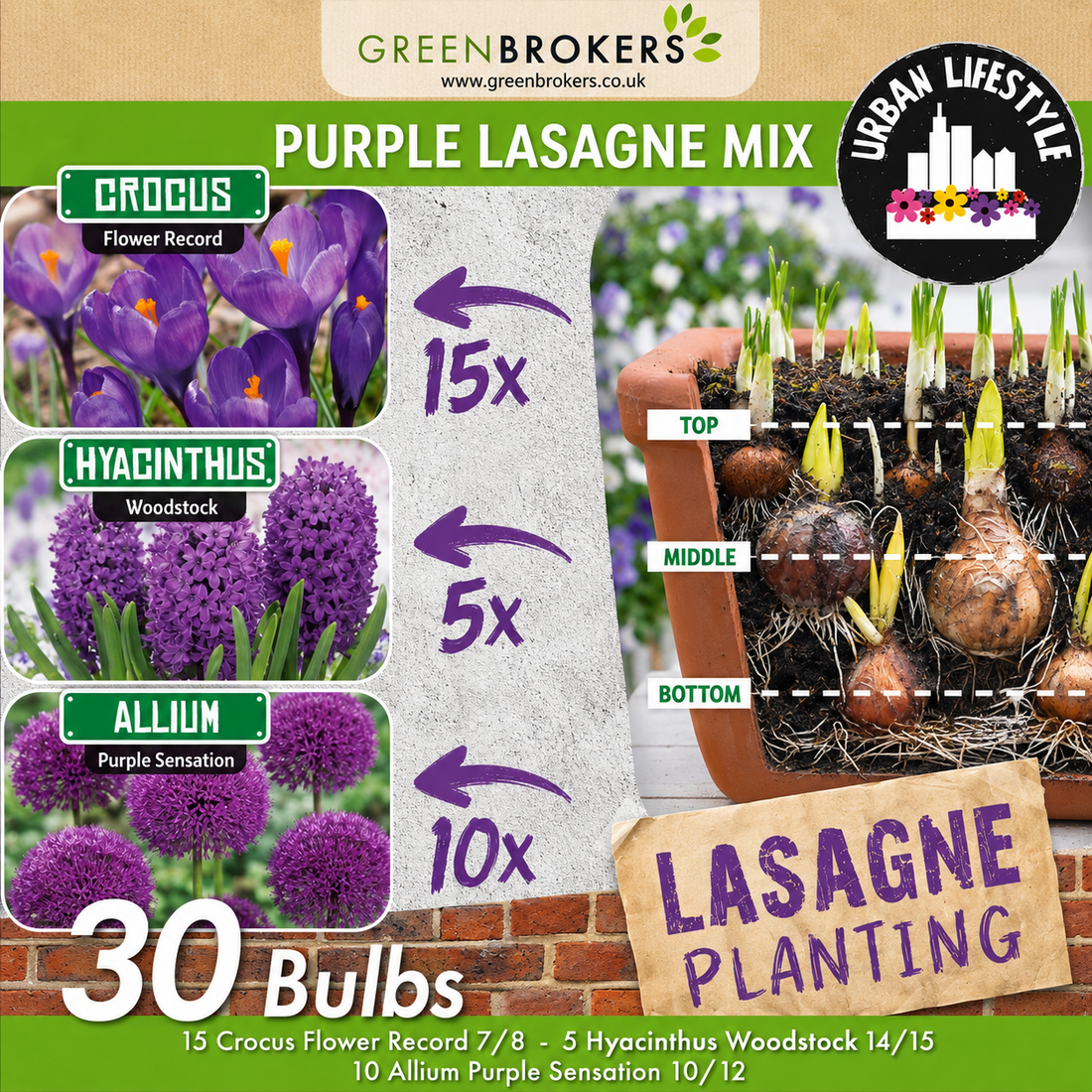 Purple Lasagne Bulb Mix – 30 Spring Bulbs, Bee-Friendly B1202