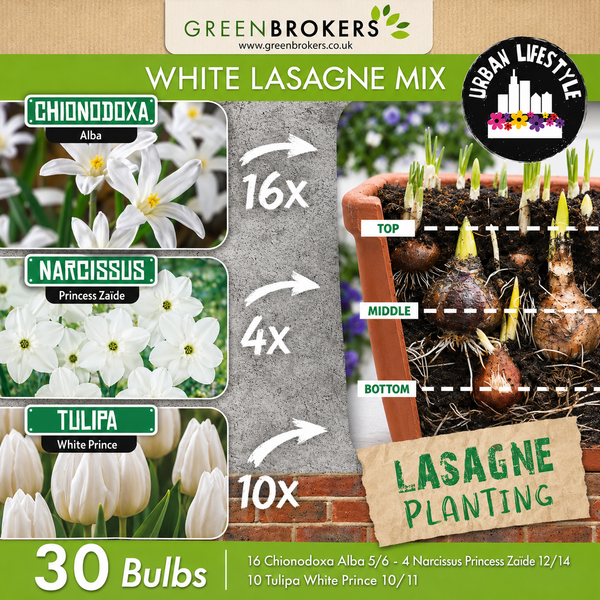 White Lasagne Bulb Mix – 30 Spring Bulbs - B1203