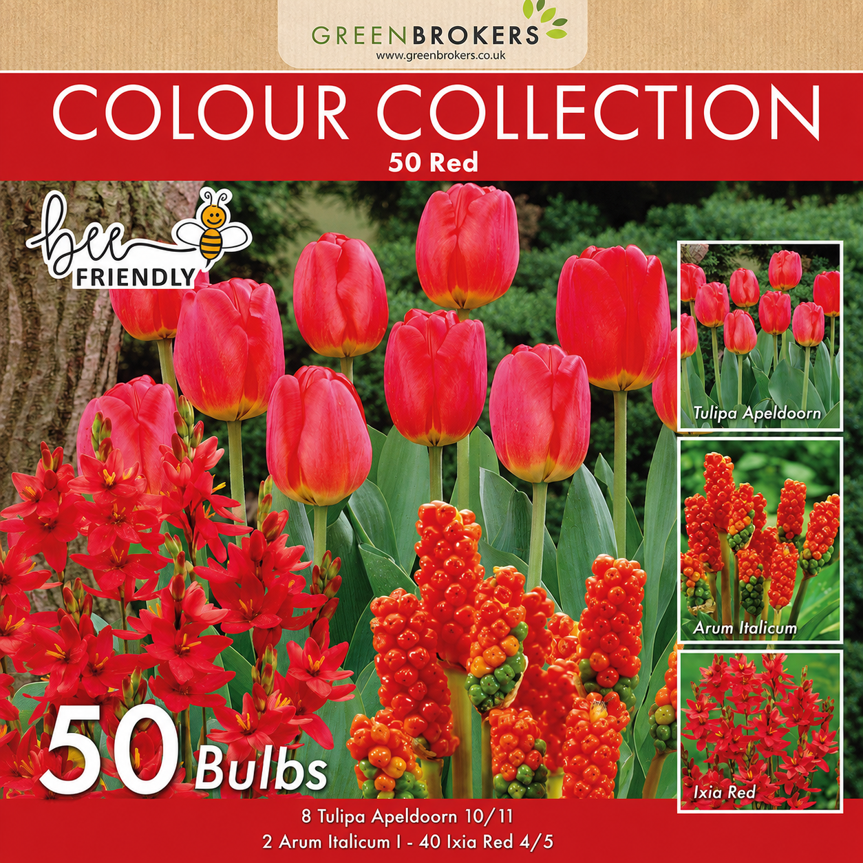 Red Colour Collection – 50 Dutch Bulbs - B1213