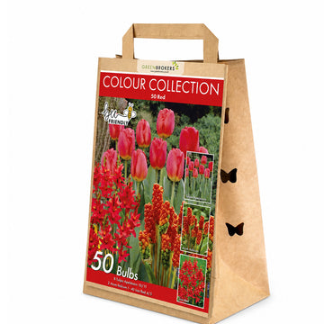 Red Colour Collection – 50 Dutch Bulbs - B1213