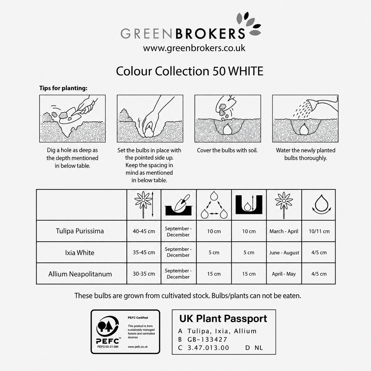 White Colour Collection – 50 Dutch Bulbs - B1214