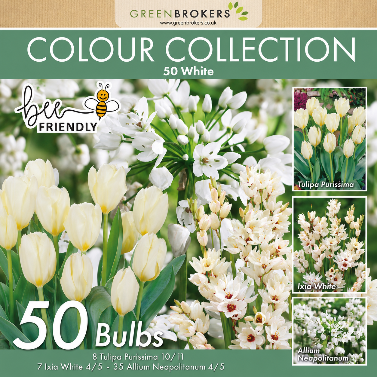 White Colour Collection – 50 Dutch Bulbs - B1214