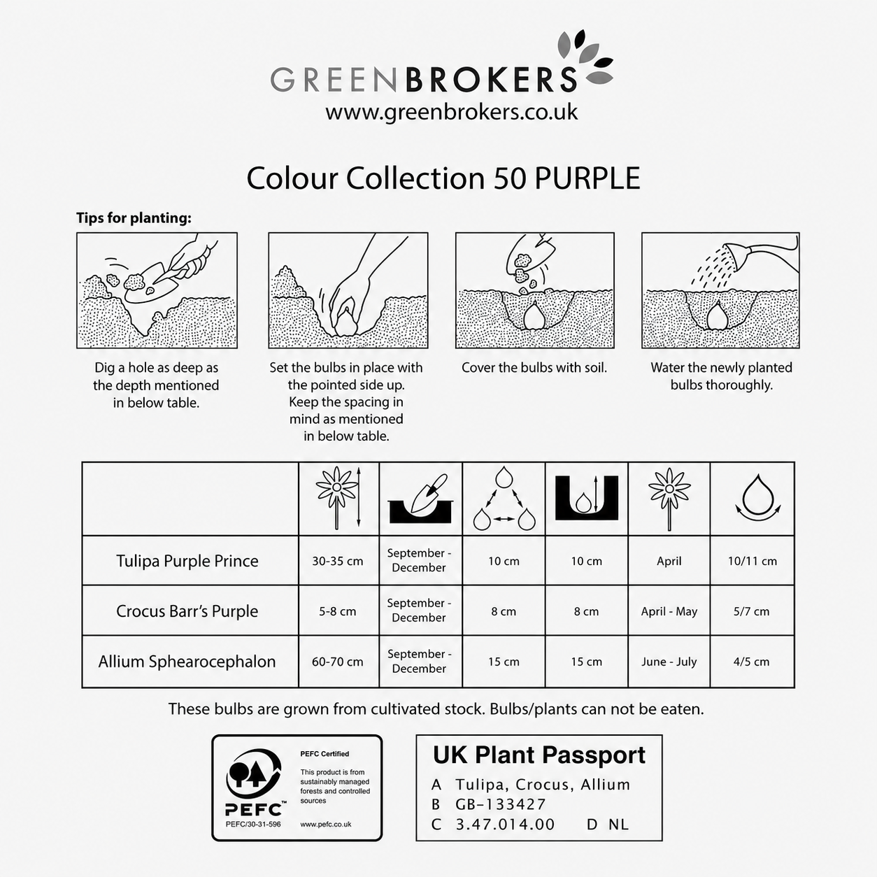 Purple Colour Collection – 50 Dutch Bulbs - B1215
