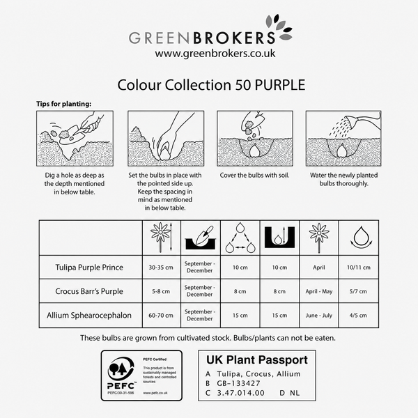 Purple Colour Collection – 50 Dutch Bulbs - B1215