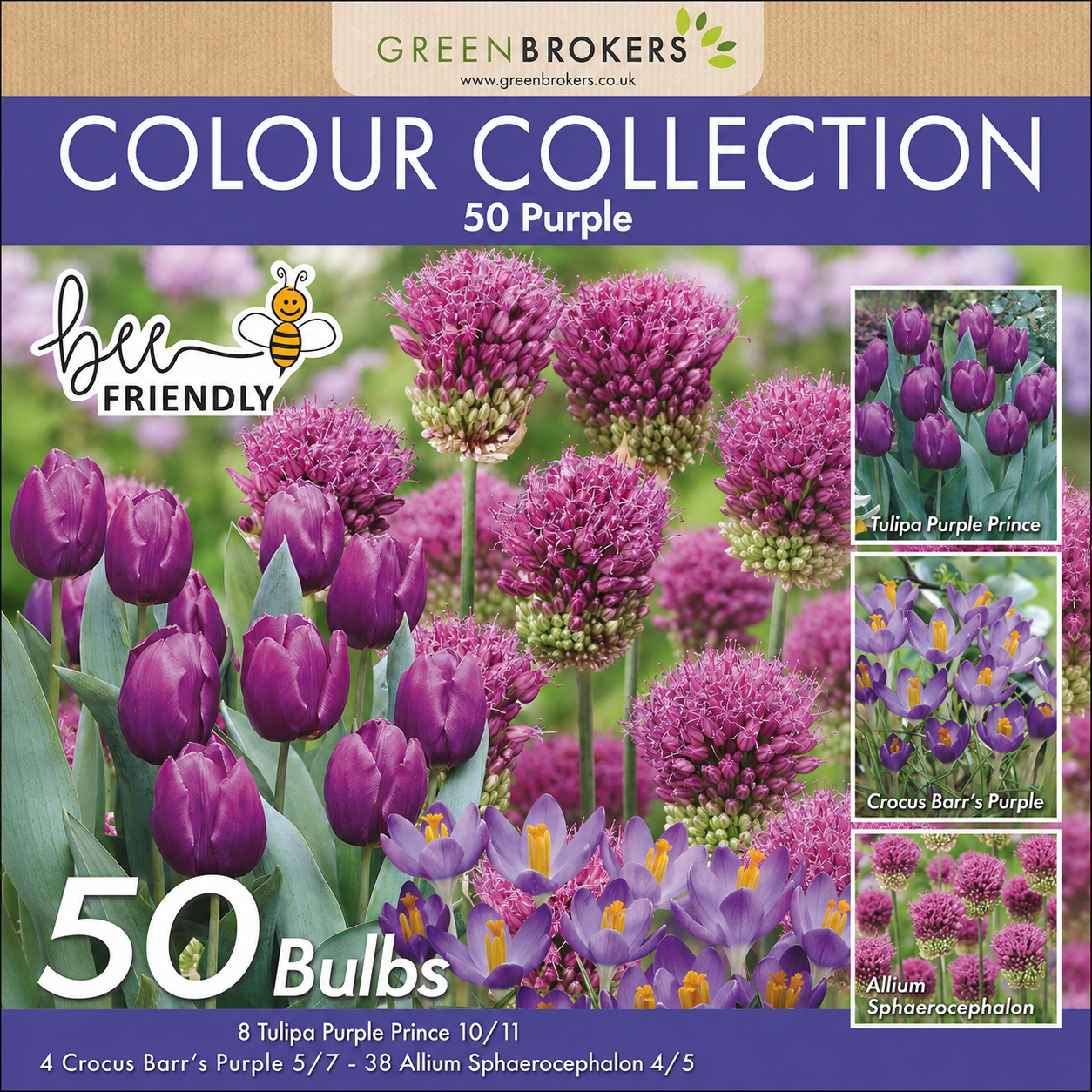 Purple Colour Collection – 50 Dutch Bulbs - B1215