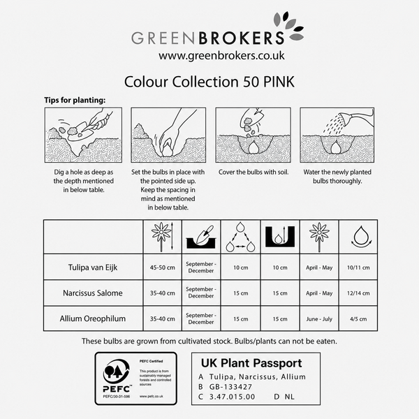 Pink Colour Collection – 50 Dutch Bulbs - B1216