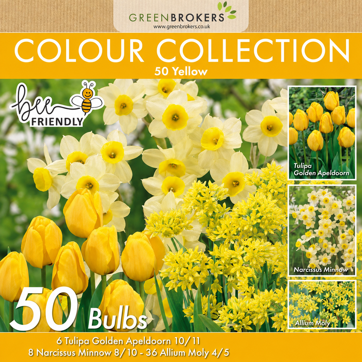 Yellow Colour Collection – 50 Dutch Bulbs - B1217