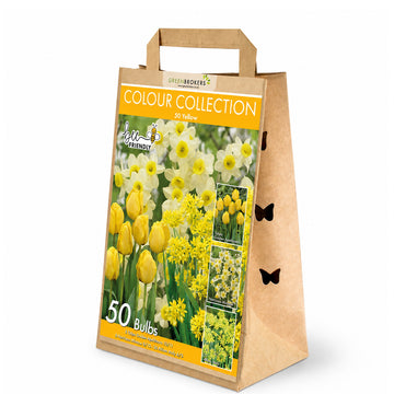 Yellow Colour Collection – 50 Dutch Bulbs - B1217