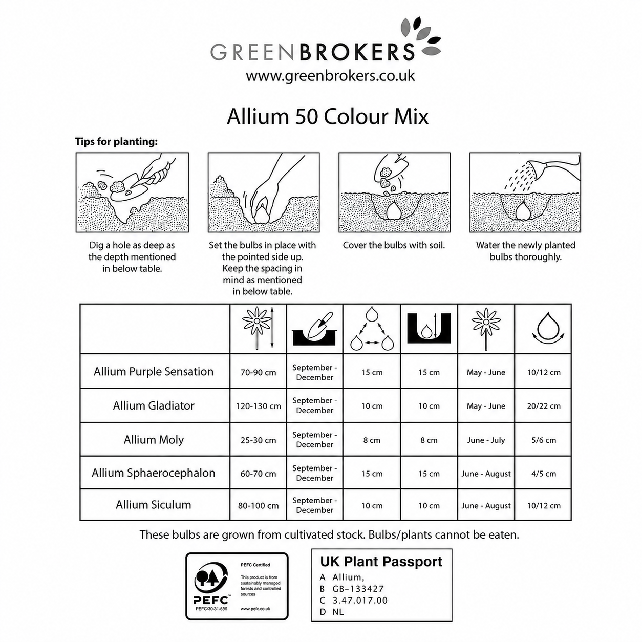 Allium Bulb Collection – 50 Spring Dutch Bulbs - B1218