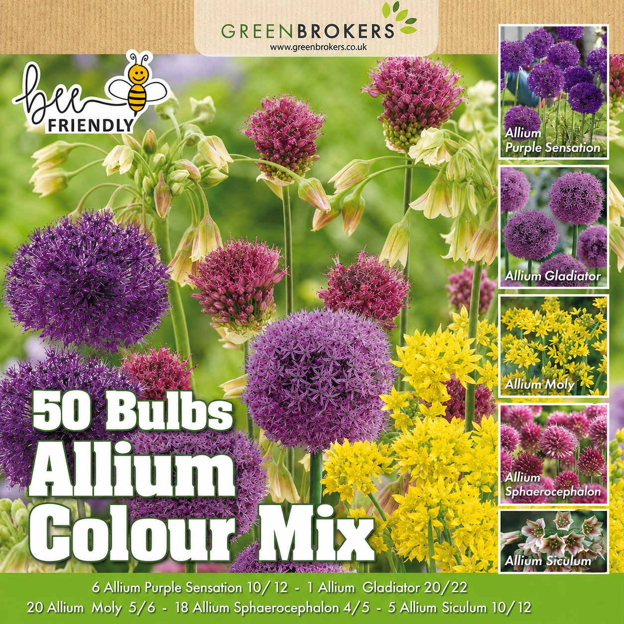 Allium Bulb Collection – 50 Spring Dutch Bulbs - B1218