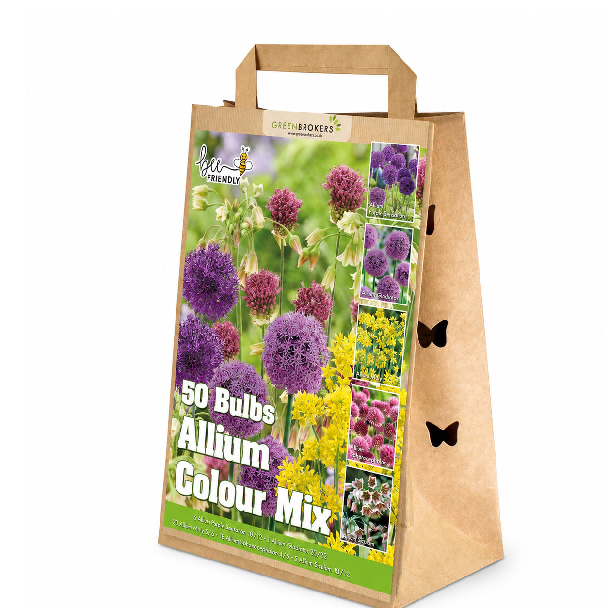 Allium Bulb Collection – 50 Spring Dutch Bulbs - B1218