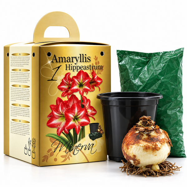 Red & White Amaryllis Gift Kit – Bulb, Pot & Compost B1223