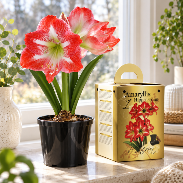 Red & White Amaryllis Gift Kit – Bulb, Pot & Compost B1223